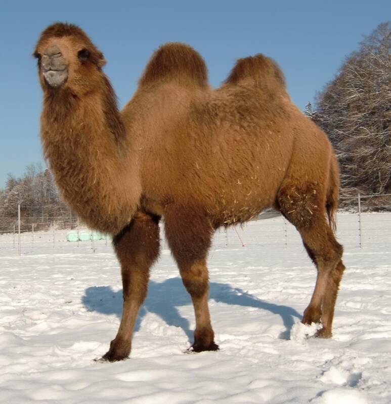 Laternenumzug mit Kamel Ali