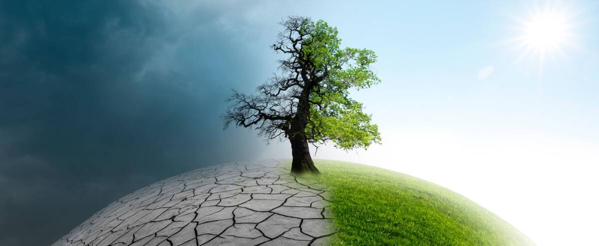 Baum mit Klimaschutzfolgen